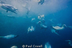 Cape Gannets hurtling into the water next to me, hoping f... by Paul Cowell 